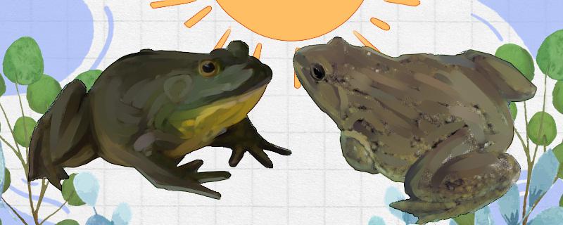 牛蛙和田鸡一样吗有什么区别(牛蛙和田鸡有啥区别)