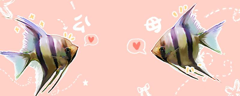 神仙鱼的养殖方法和注意事项神仙鱼的繁殖方法(神仙鱼秒懂百科)