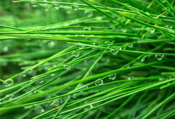 植树节活动口号是什么