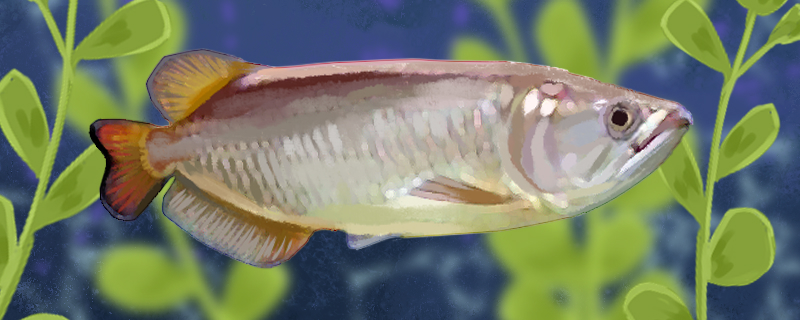 澳洲斑纹龙鱼好养吗怎么养(澳洲斑纹龙鱼好养吗怎么养活)