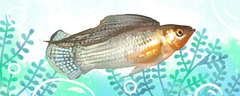 高鳍玛丽鱼好养吗怎么养(高鳍玛丽鱼好养吗怎么养活)