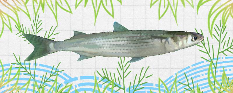 白眼鱼是什么鱼生活在哪里(白眼鱼营养)