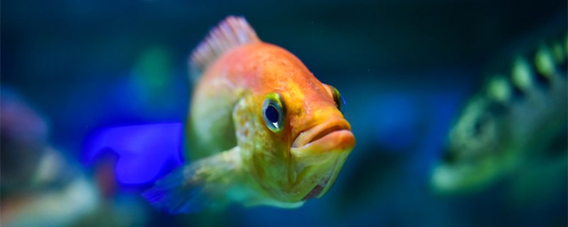 鱼缸怎么安装安装鱼缸有哪些步骤(怎样安装鱼缸)