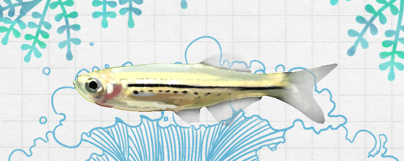 黑带斑马鱼好养吗怎么养(黑带斑马鱼好养吗怎么养殖)