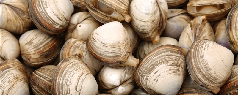 蚬子是海鲜吗生活在海里还是河里(蚬子是海鲜吗?)