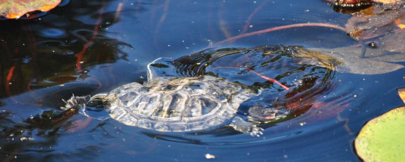 乌龟冬眠叫醒有危险吗乌龟怎么冬眠(乌龟冬眠吵醒了怎么办)