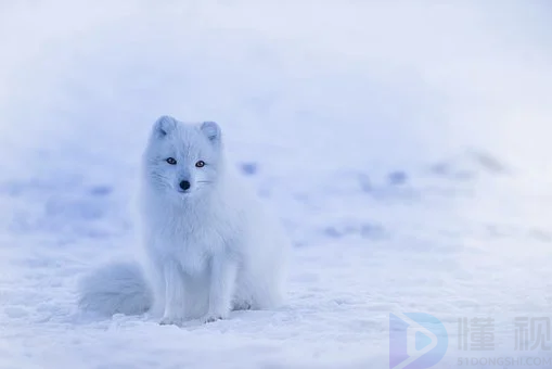 描写冬天的古诗词句有哪些