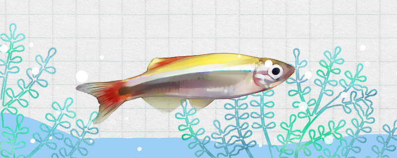 白云山鱼好养吗怎么养(白云山广告)