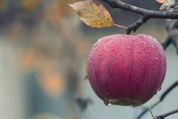 温性和寒性水果有哪些(温性水果和寒性水果)