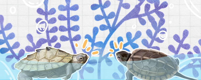 地图龟能和草龟杂交吗