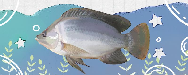 罗非鱼用什么钓最好用什么钩最好(罗非鱼用什么钓最好用什么钩最好呢)