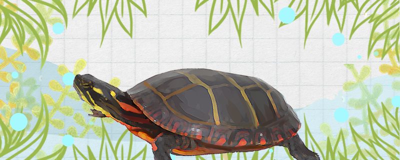 乌龟换壳和烂甲区别是什么烂甲病怎么治(乌龟烂甲要削掉吗)