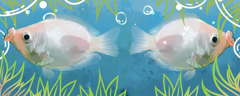 接吻鱼可以跟什么鱼混养