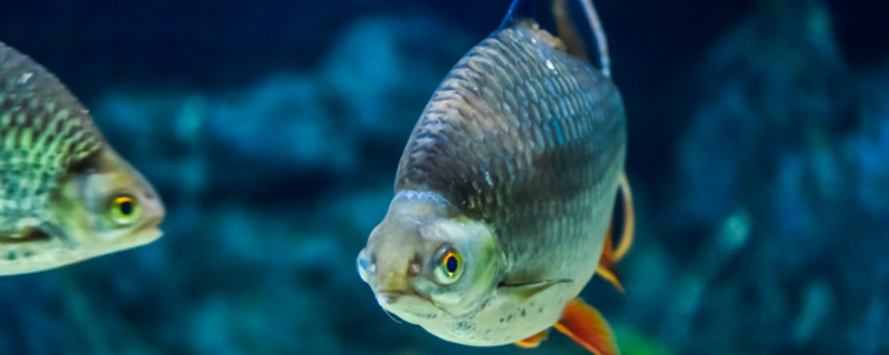 鱼得了出血病怎么治疗鱼体出血有哪些原因(鱼出血病处理方法)