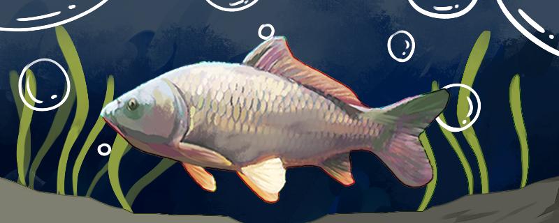 野钓鲤鱼饵料可以自制吗野钓鲤鱼常用饵料配方(野钓鲤鱼饵料制作方法)