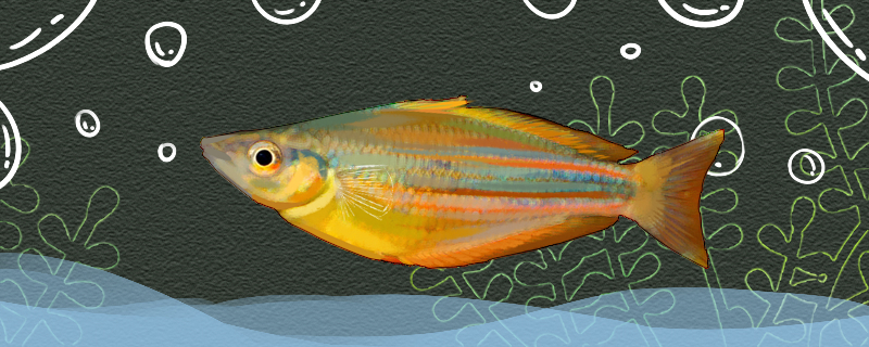 范氏虹银汉鱼好养吗怎么养(银鱼的做法大全家常)