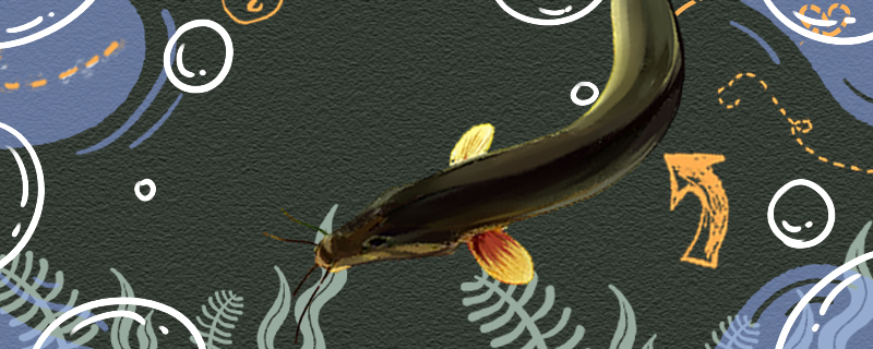 泥鳅生活在什么样的环境里能养殖吗(泥鳅适合在什么地方生存)