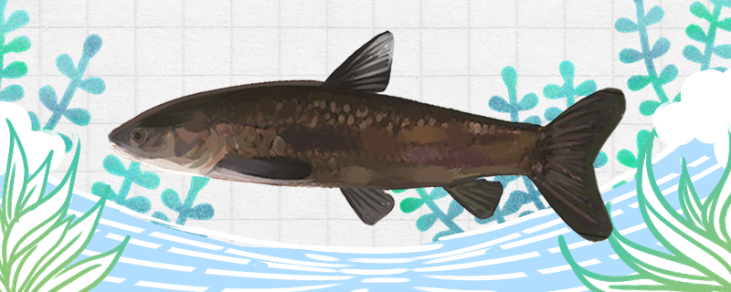 青鱼有刺吗刺多吗(青鱼的刺多吗?)