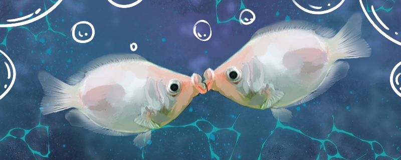 接吻鱼用什么水养多久换一次水(接吻鱼喜欢什么水质)