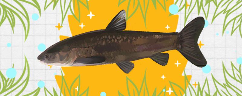 春天钓青鱼钓深还是浅钓远还是近(春天钓青鱼技巧)