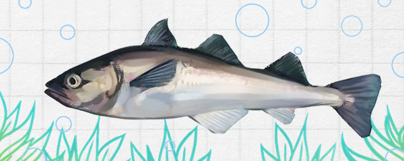 明太鱼是鳕鱼么