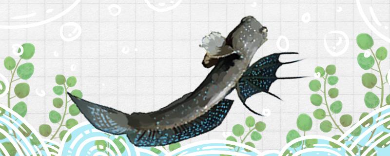 弹涂鱼是鱼吗会游泳吗(弹涂鱼还有一个名字叫什么)