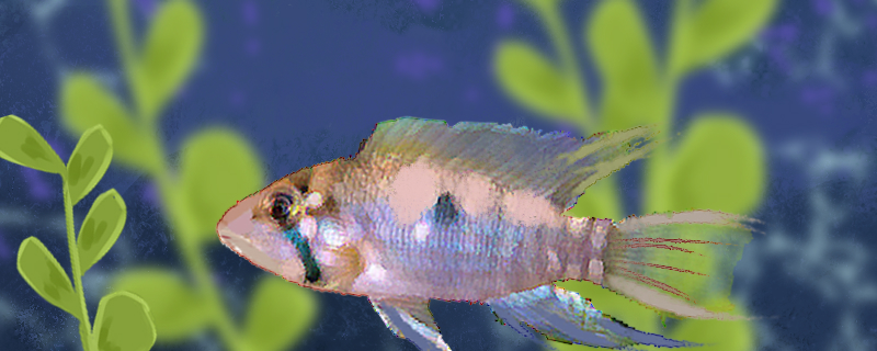 琴尾短鲷好养吗怎么养(孔雀鱼鱼苗怎么养)