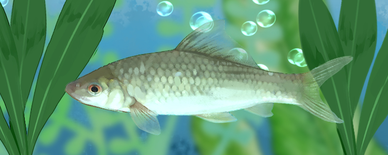 红眼鱼能长多大能活多久(红眼鱼寿命)