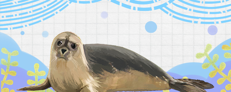 小海豹有毛吗长大后就没有毛了吗(小海豹为什么有毛)
