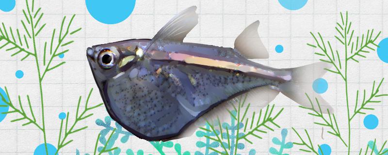 迷你燕子鱼好养吗怎么养(小型燕子鱼)