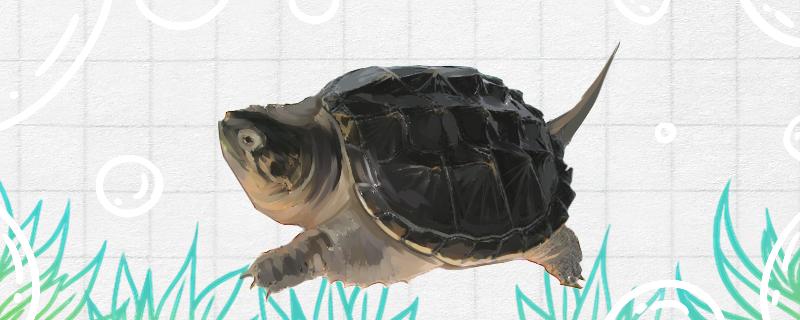 3厘米到4厘米鳄龟吃什么食物怎么喂(5～6厘米的鳄龟吃什么鱼好)