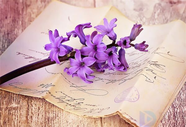 保护动物的宣传传语