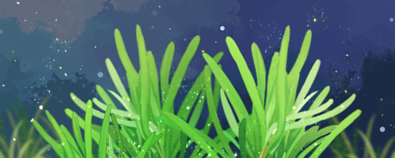 如何防止鱼缸长绿藻