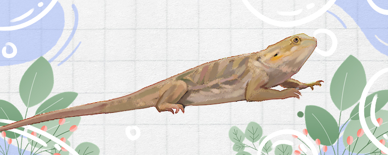 蜥蜴认主人吗咬不咬人(蜥蜴认识主人有什么表现)