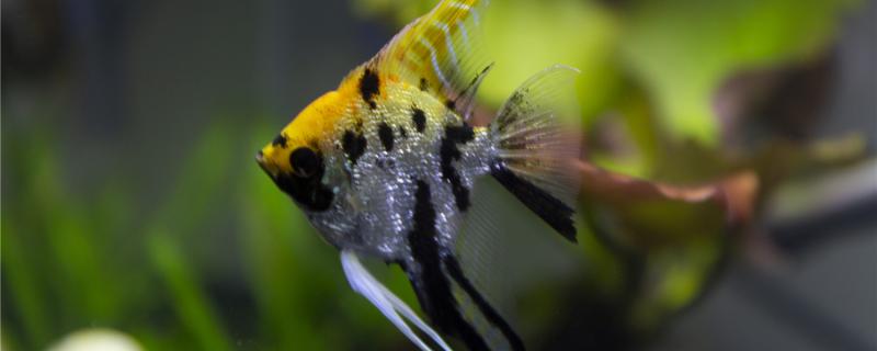 神仙鱼吃什么多长时间喂一次(神仙鱼吃什么饲料最好)