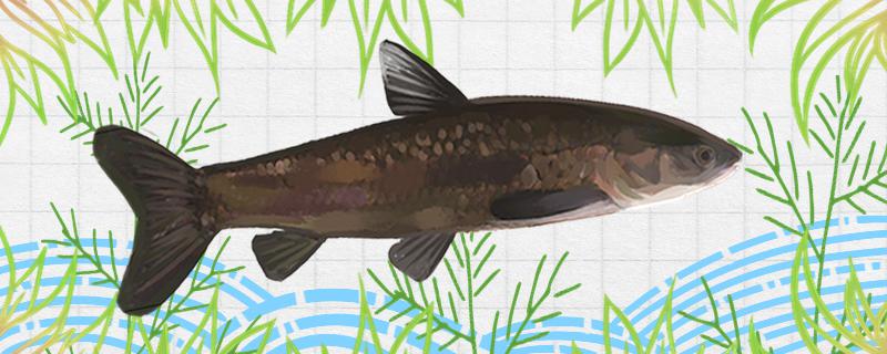 青鱼会吃小鱼吗能用小鱼喂吗(青鱼吃小鱼吗 可以路亚吗)