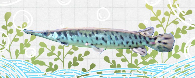 雀鳝好养吗怎么养(雀鳝鱼怎么养)