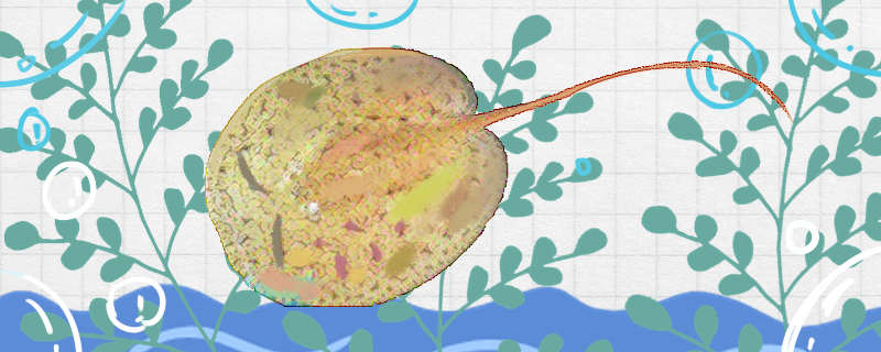 天线魟鱼好养吗怎么养(傅天明 中国人寿)