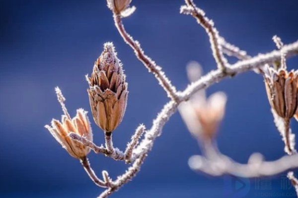 霜降秋天句子迷佳句欣赏