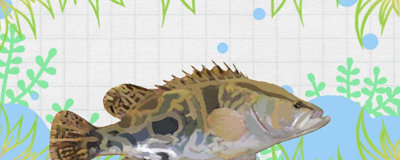 鳜鱼和桂鱼是同一种鱼吗有区别吗(鳜鱼和桂鱼的区别是什么?)