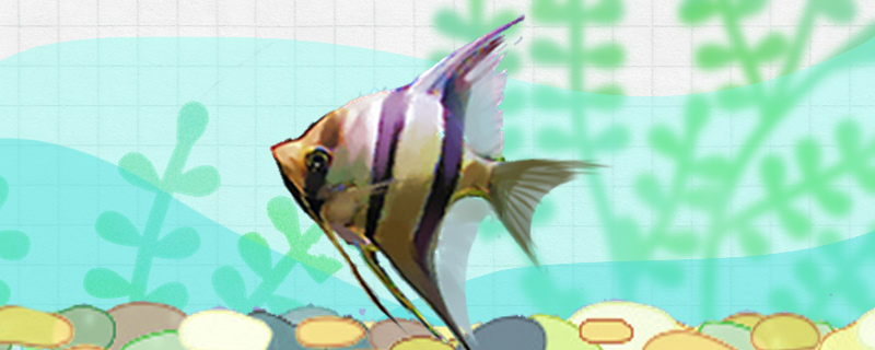 鱼病了盐水泡多长时间鱼泡盐水的浓度是多少(病鱼食盐水一天泡几次)