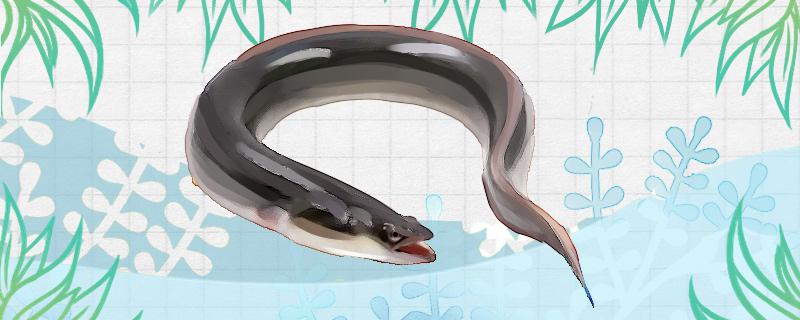 白鳝是什么鱼生活在哪里(白鳝鱼简介)