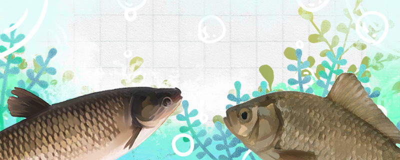 草鱼有多少根刺草鱼刺多还是鲫鱼刺多(草鱼有几根刺)