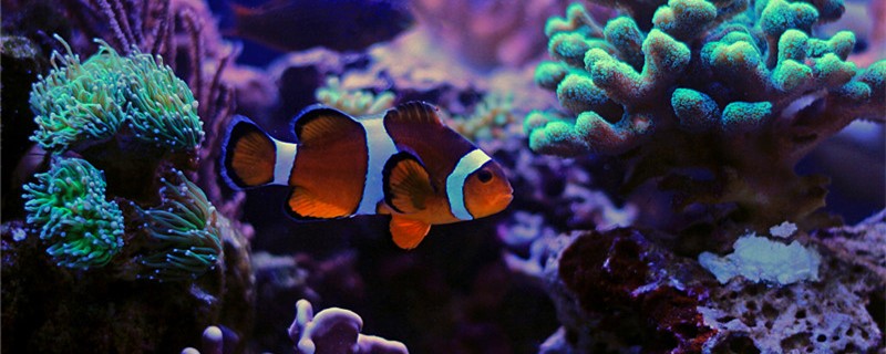 小丑鱼寿命有多长能长多大(小丑鱼最长能活多久)