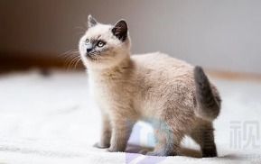 怎么让宝宝认识动物(怎样教宝宝认识动物)