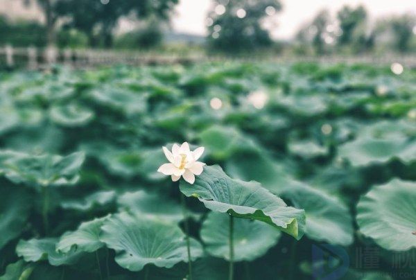招聘文案简短朋友圈