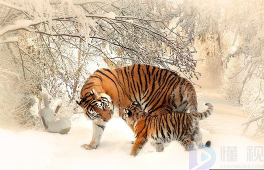 带虎字的吉祥语祝福成语(带虎字的寓意好的成语)