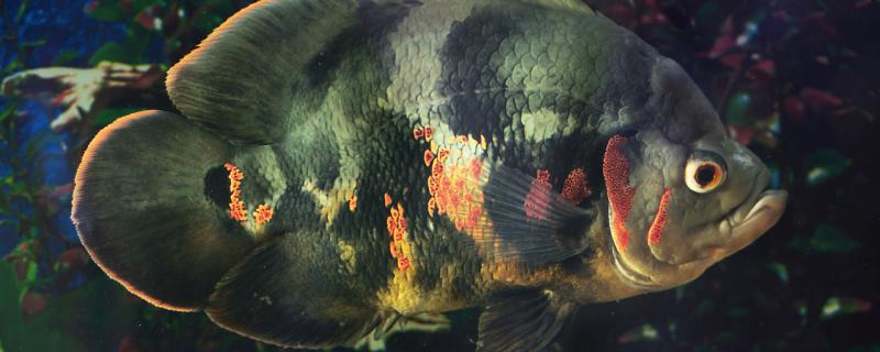 50高的鱼缸水位应该多少50高的鱼缸可以养什么(50厘米鱼缸装多少升水)