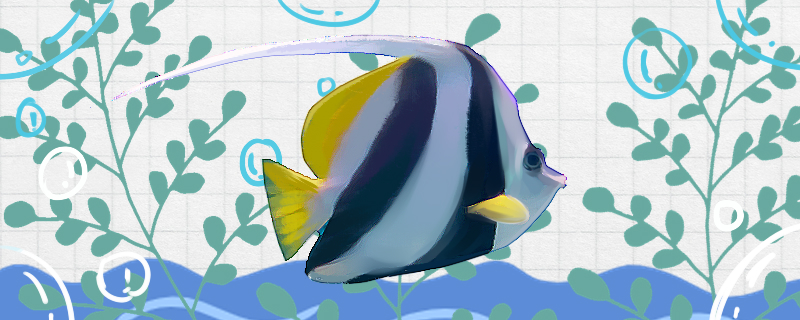 多棘马夫鱼好养吗怎么养(多棘图片)