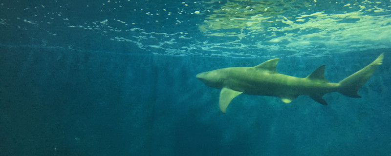 软骨鱼有哪些软骨鱼类动物有哪些代表(软骨鱼有哪几种)